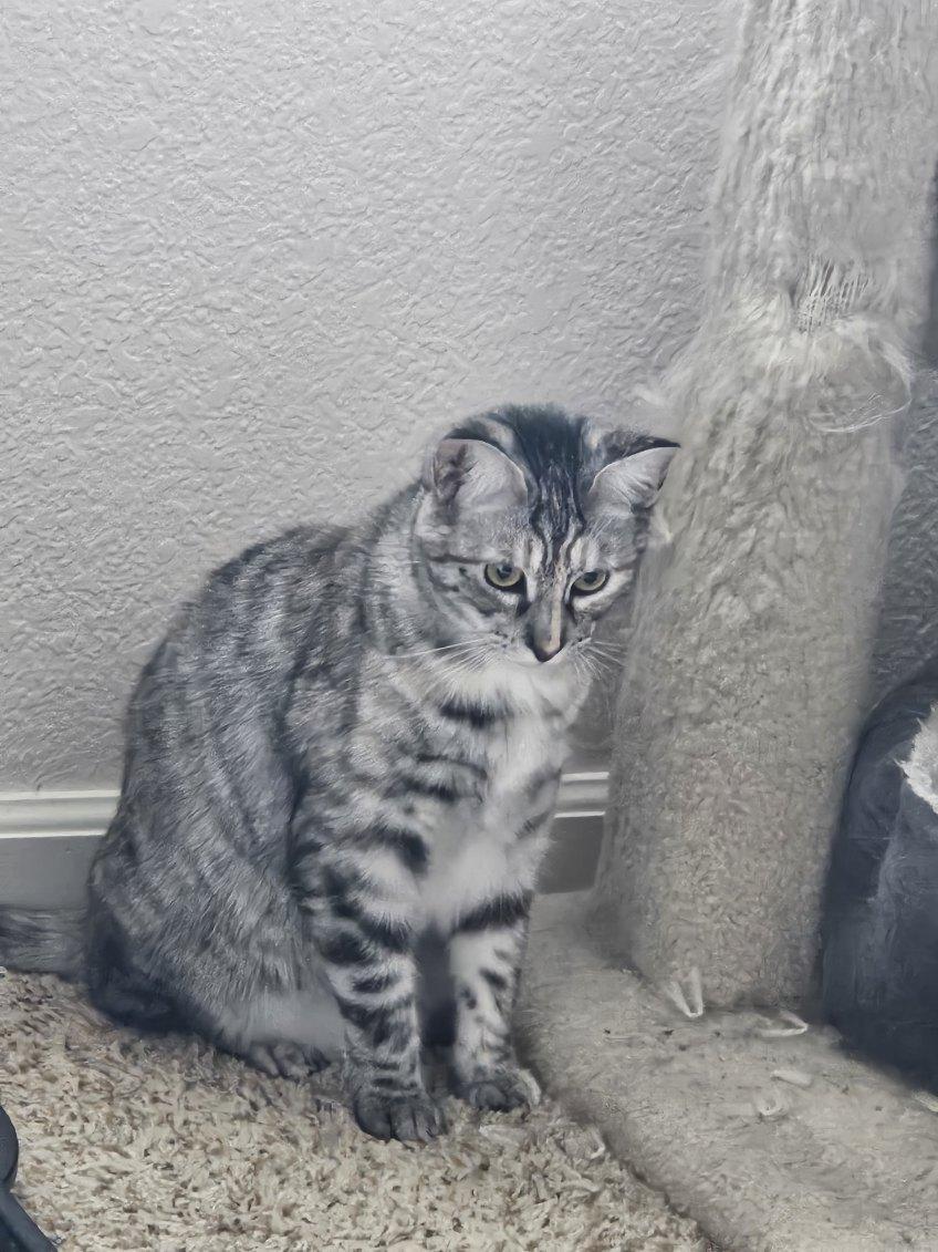 Enlarge Darla & Galinda, a Adoptable mixed breed in Placerville , CA image 4/6