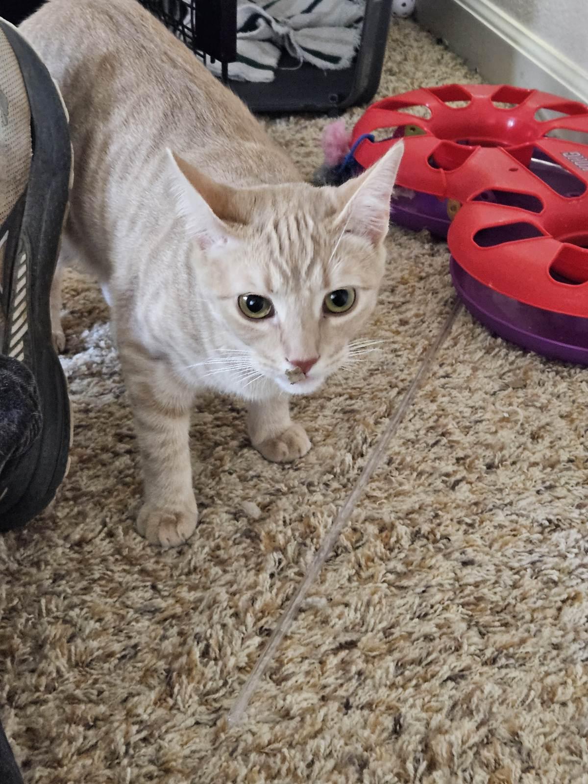 Darla & Galinda, Adoptable, Young Female Domestic Short Hair & Tabby.