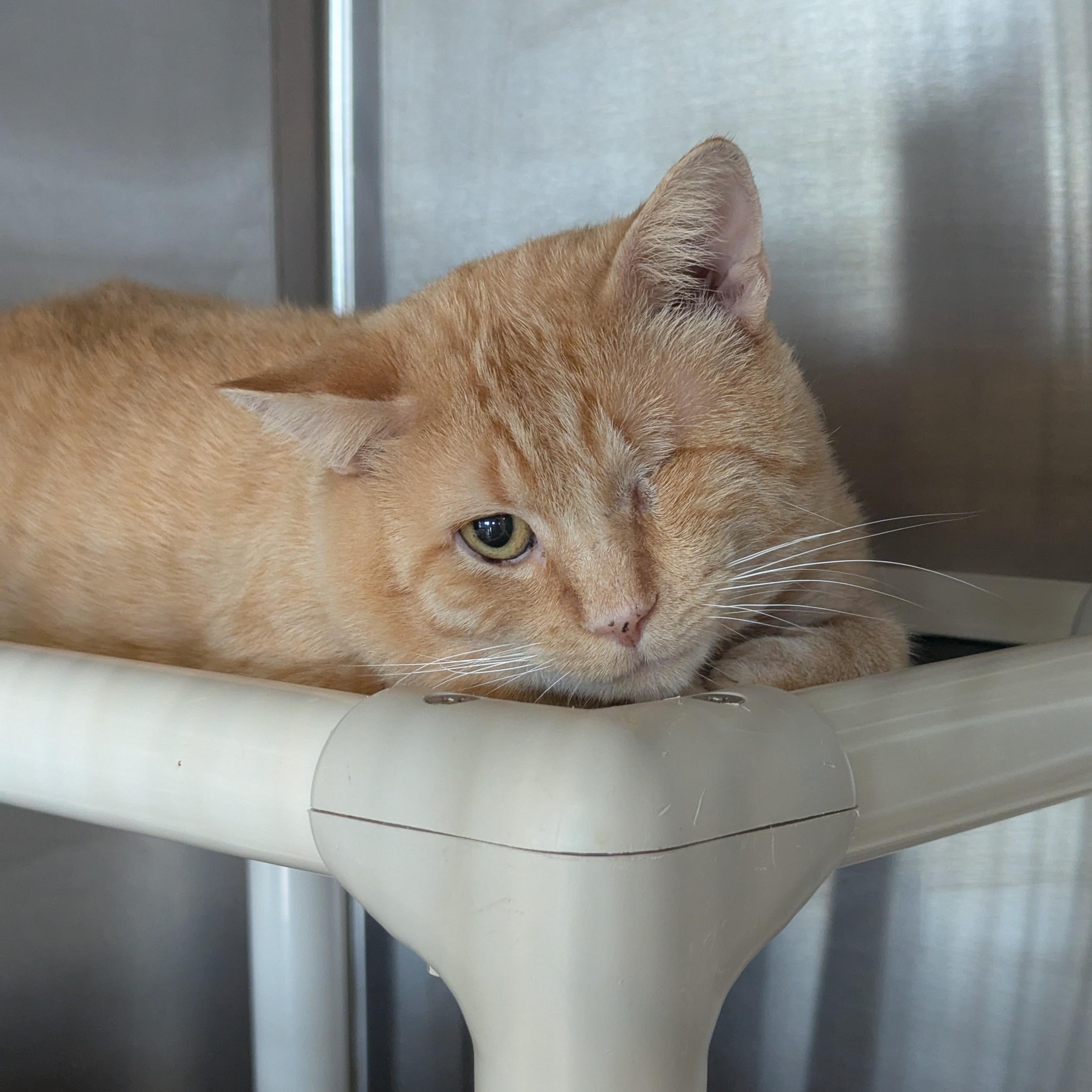 OTTO, a Adoptable Domestic Short Hair in La Crescent, MN image 2/4