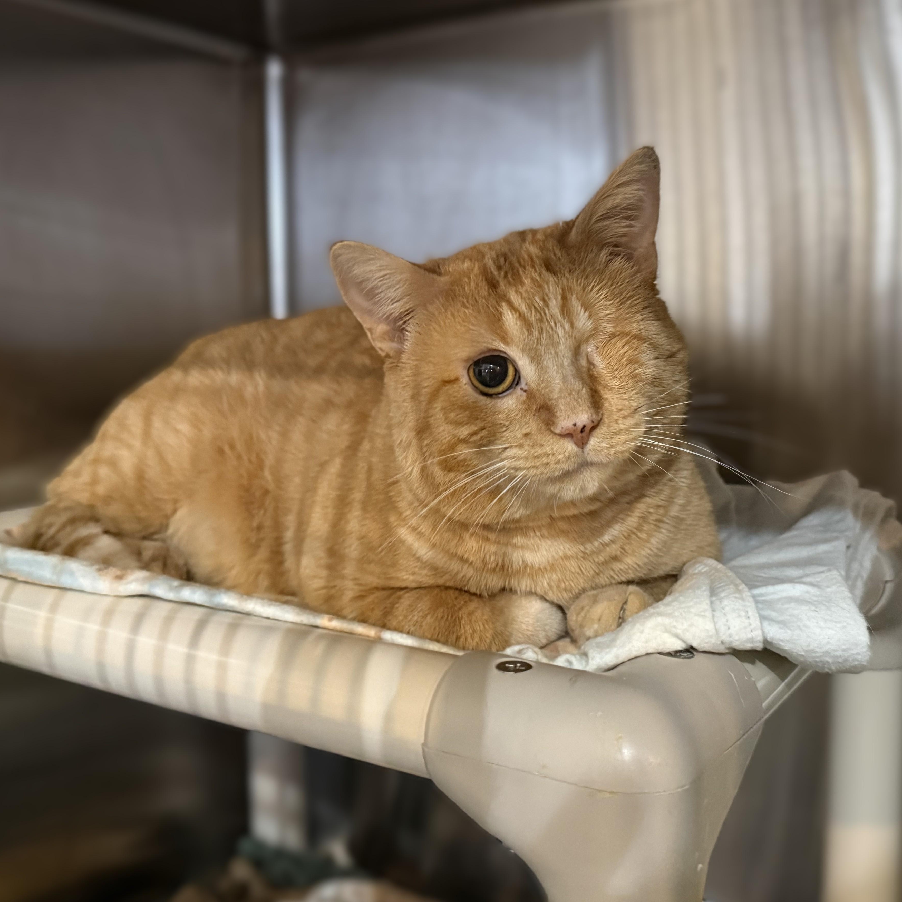 OTTO, a Adoptable Domestic Short Hair in La Crescent, MN image 3/4