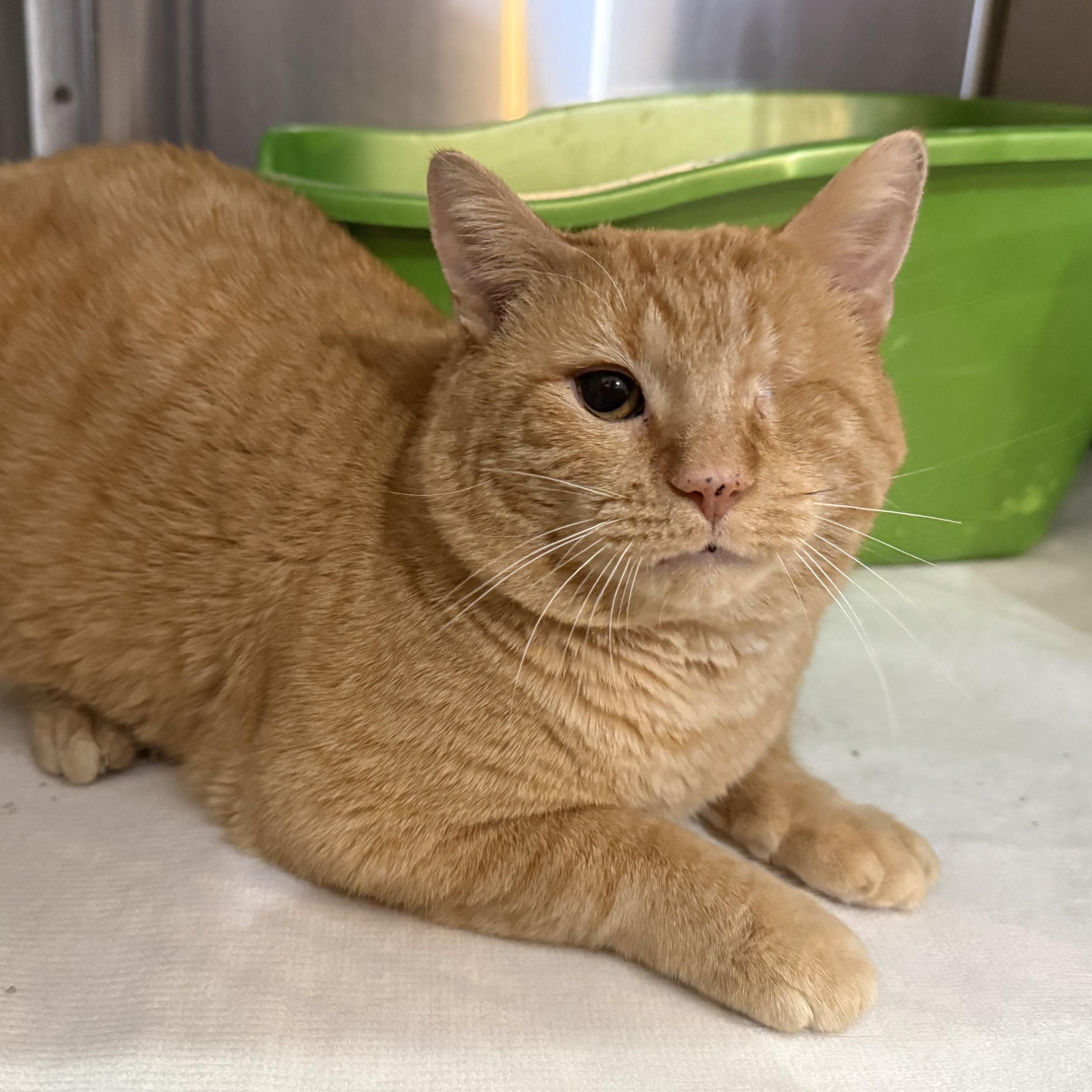 OTTO, a Adoptable Domestic Short Hair in La Crescent, MN image 4/4