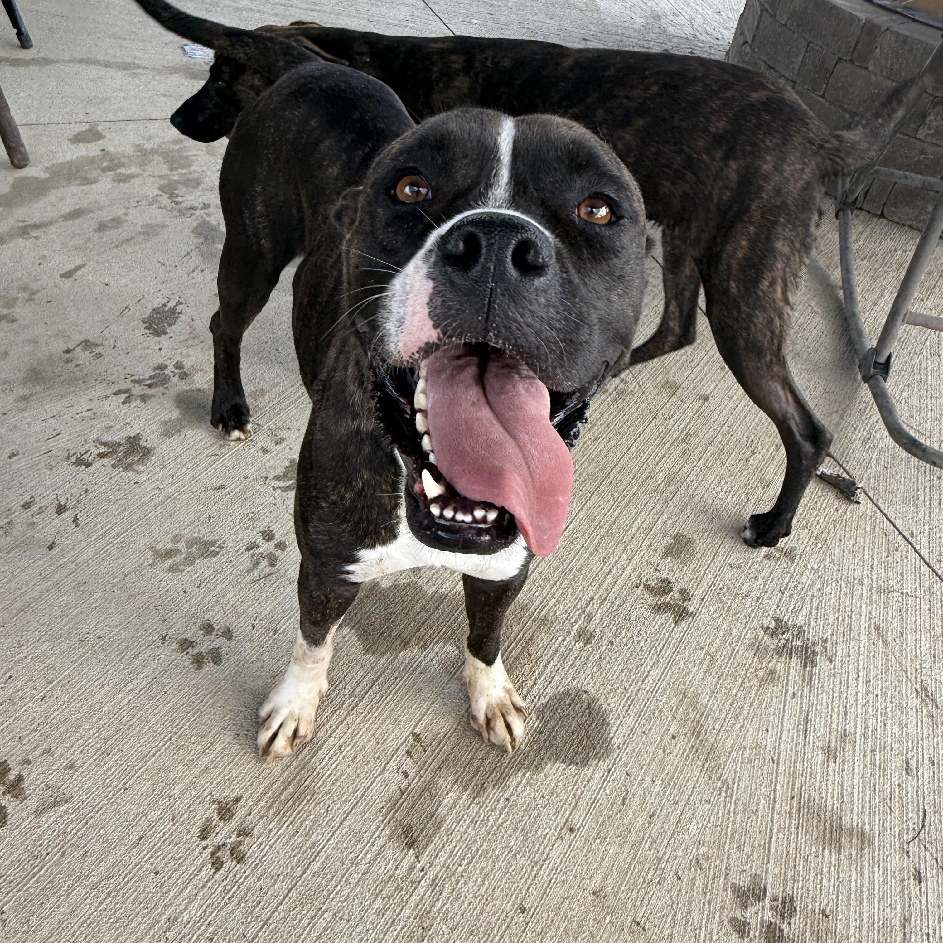 Enlarge Bindi, a ADOPTABLE mixed breed in Brazil, IN image 1/2