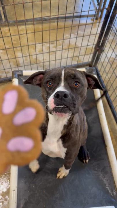 Enlarge Bindi, a ADOPTABLE mixed breed in Brazil, IN video 2/2