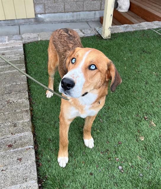 Enlarge Hank, a ADOPTABLE mixed breed in Phoenix, OR image 3/3