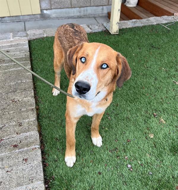 Enlarge Hank, a ADOPTABLE mixed breed in Phoenix, OR image 1/3