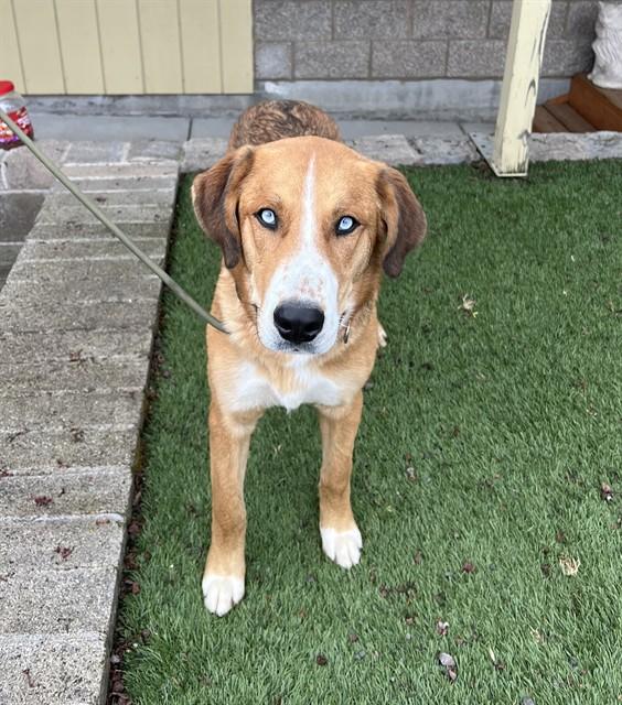 Enlarge Hank, a ADOPTABLE mixed breed in Phoenix, OR image 2/3