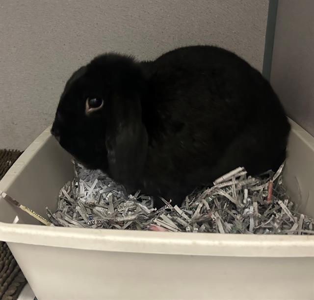 Enlarge RONALD, a Adoptable Holland Lop in Peoria, IL image 1/1