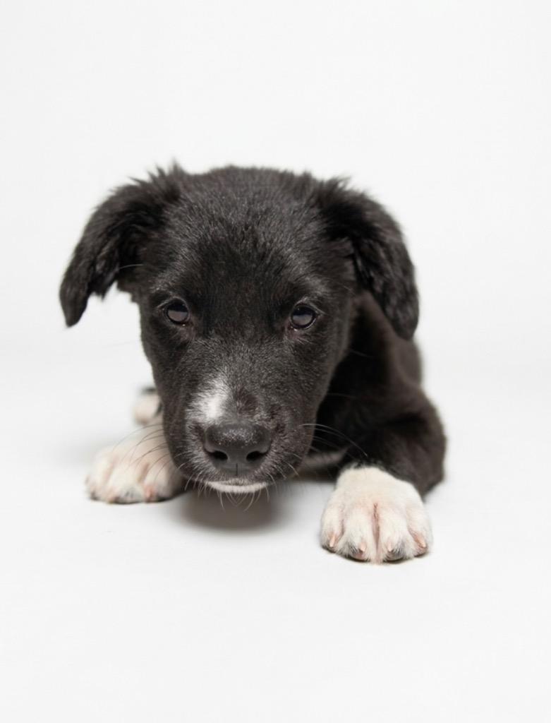 Enlarge Affogato, a Adoptable mixed breed in Hudson, NY image 1/1