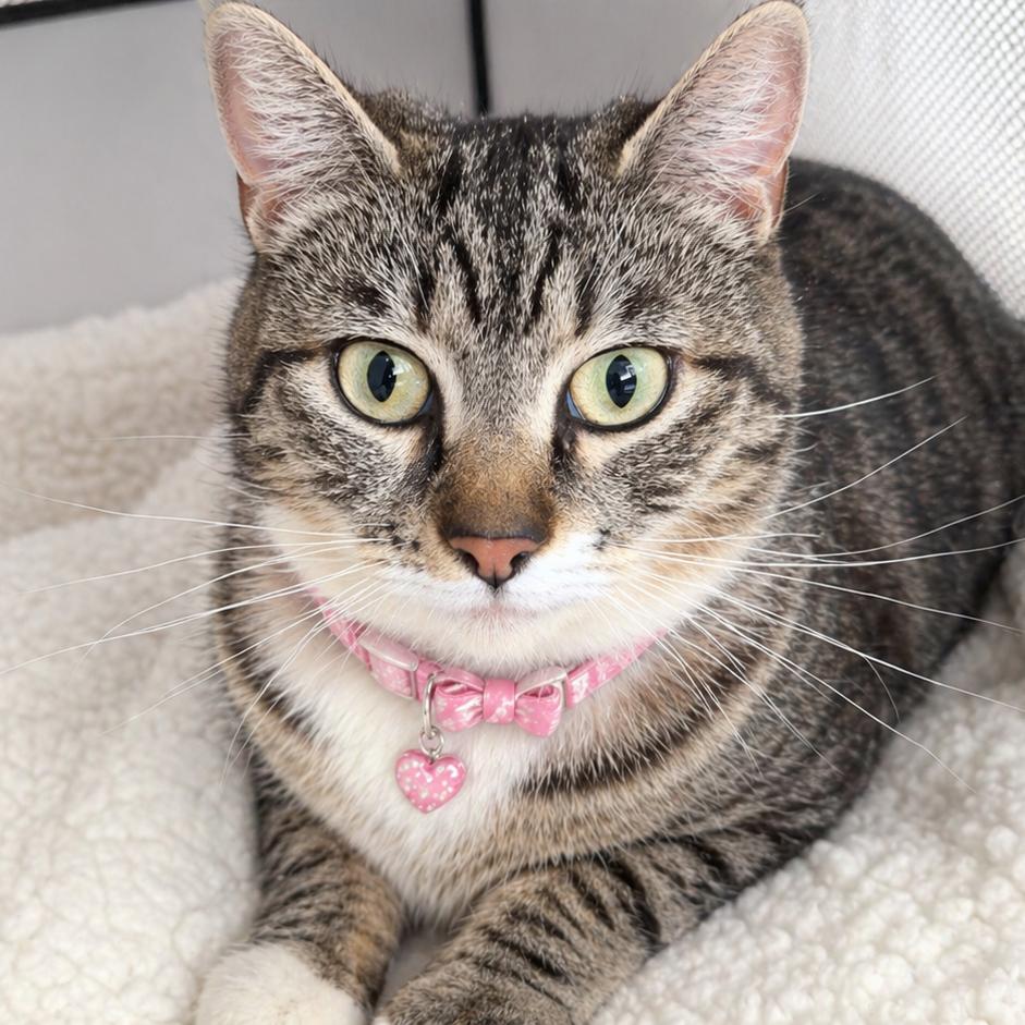 Enlarge Molly, a Adoptable Domestic Short Hair in Inman, SC image 1/2