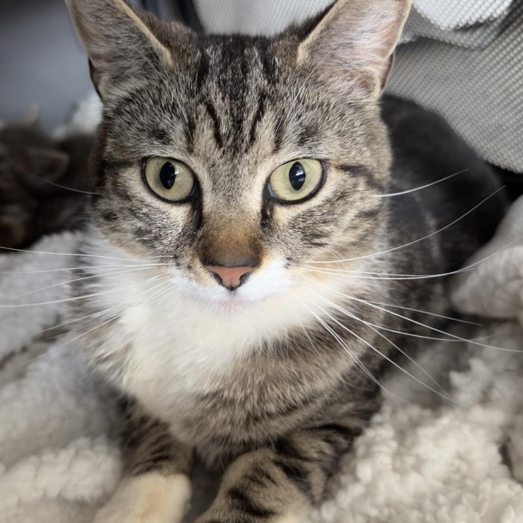 Enlarge Molly, a Adoptable Domestic Short Hair in Inman, SC image 2/2