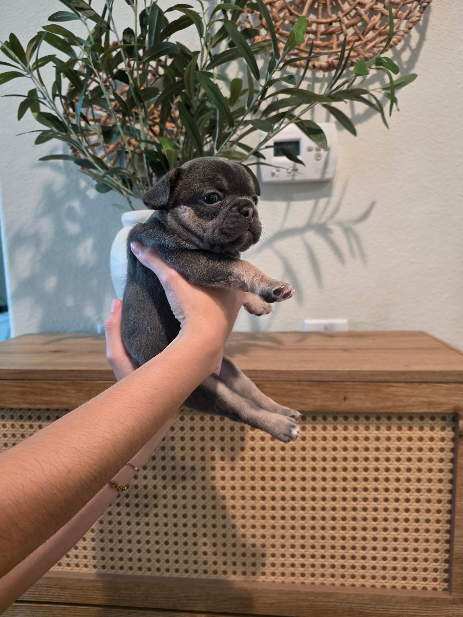 Daisy, an adopted French Bulldog in Penryn, CA image 2/2