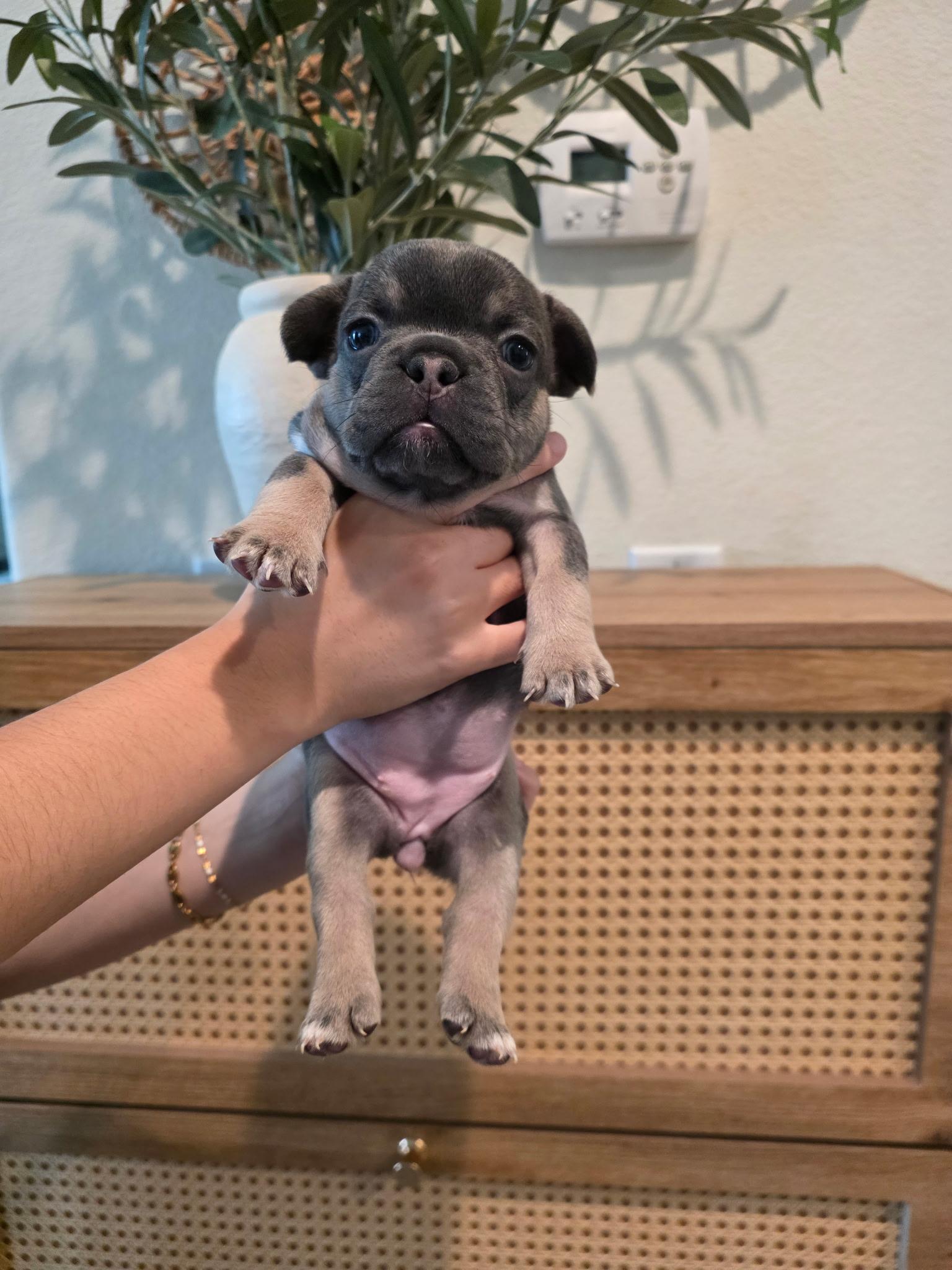 Daisy, adopted, Puppy Female French Bulldog.