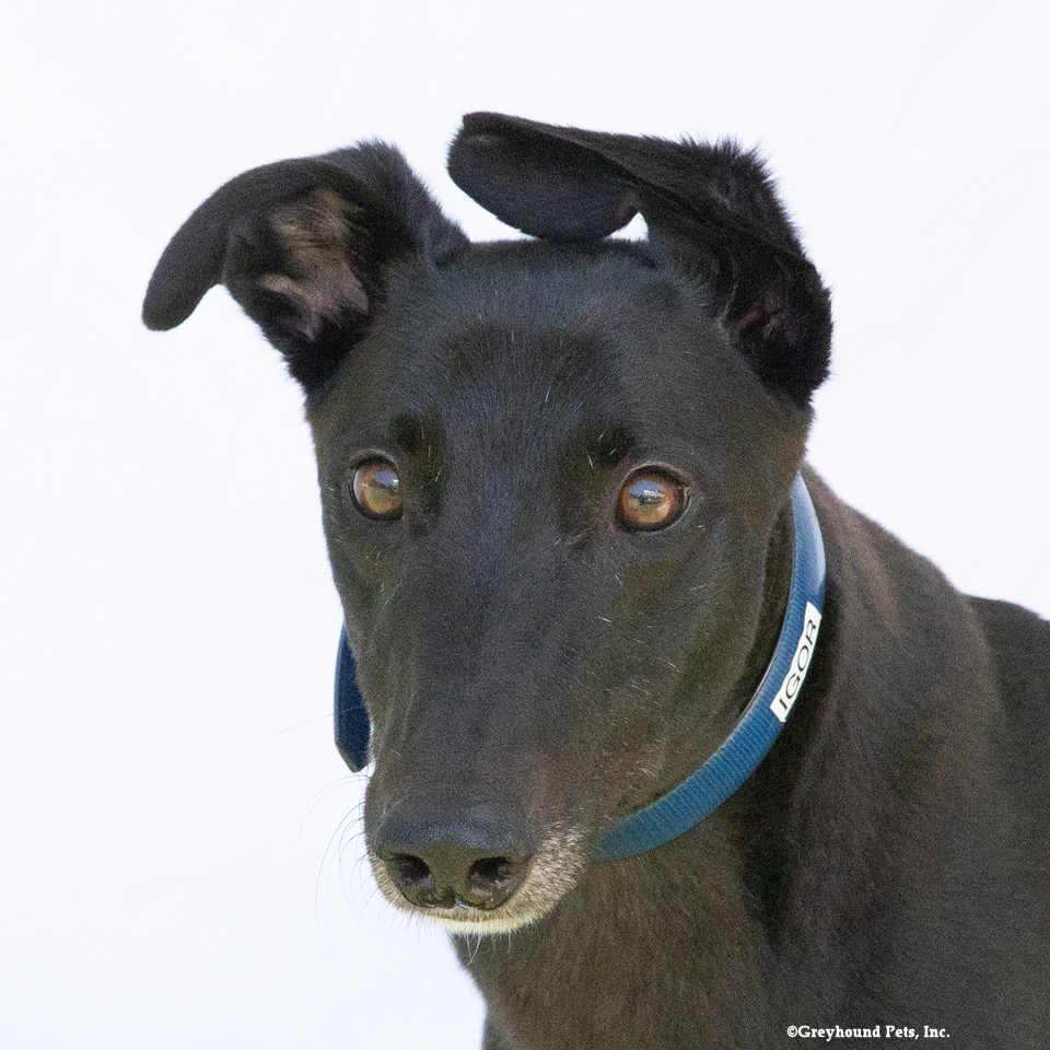 Enlarge Igor, a Adoptable Greyhound in Woodinville, WA image 1/2