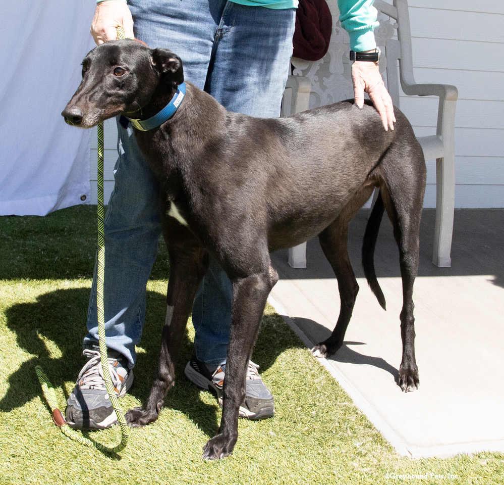 Enlarge Igor, a Adoptable Greyhound in Woodinville, WA image 2/2