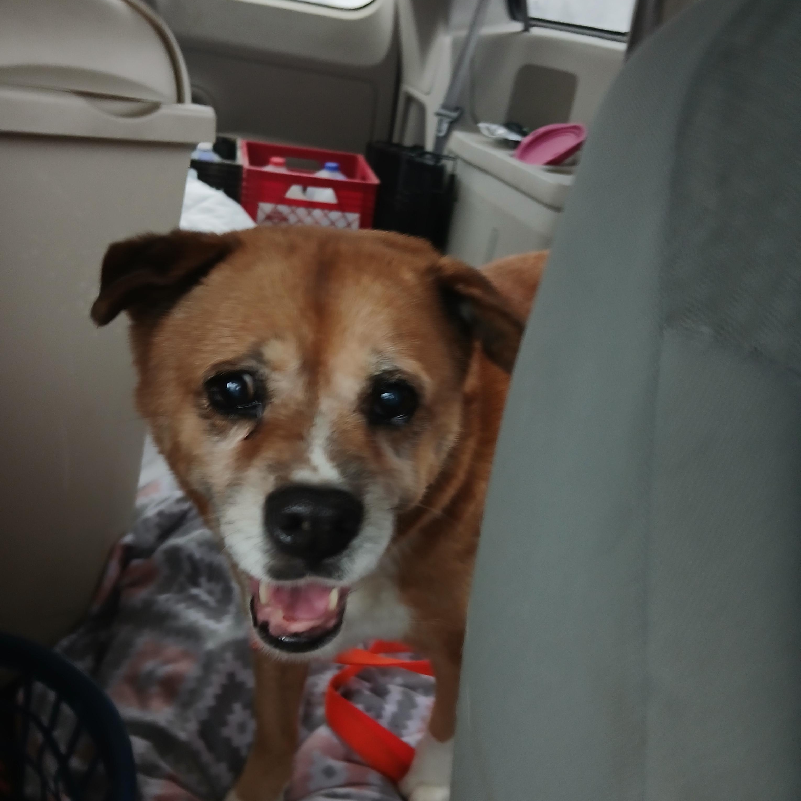 Nickki, Adoptable, Senior Female Puggle.