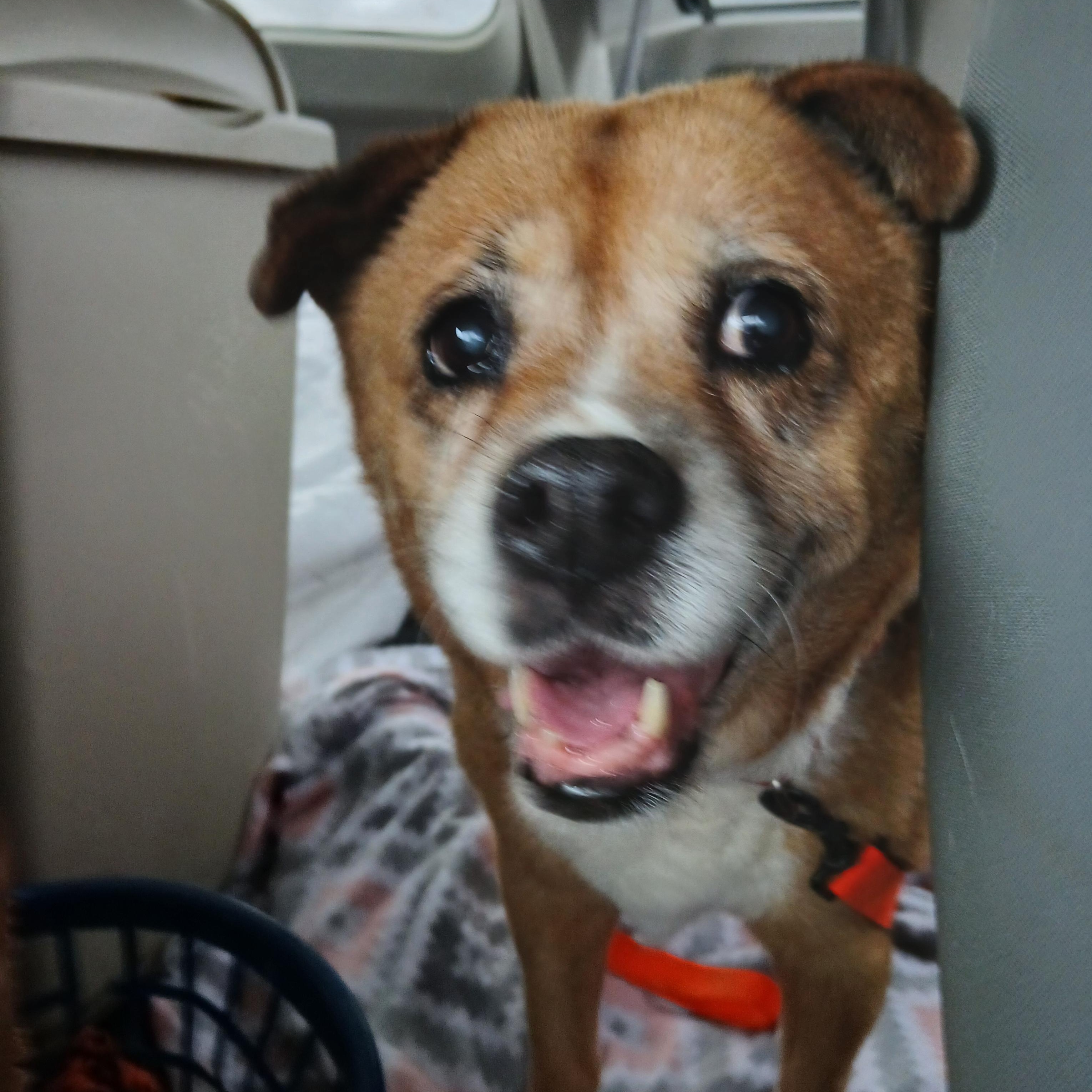 Enlarge Nickki, a Adoptable mixed breed in Carey, OH image 2/2