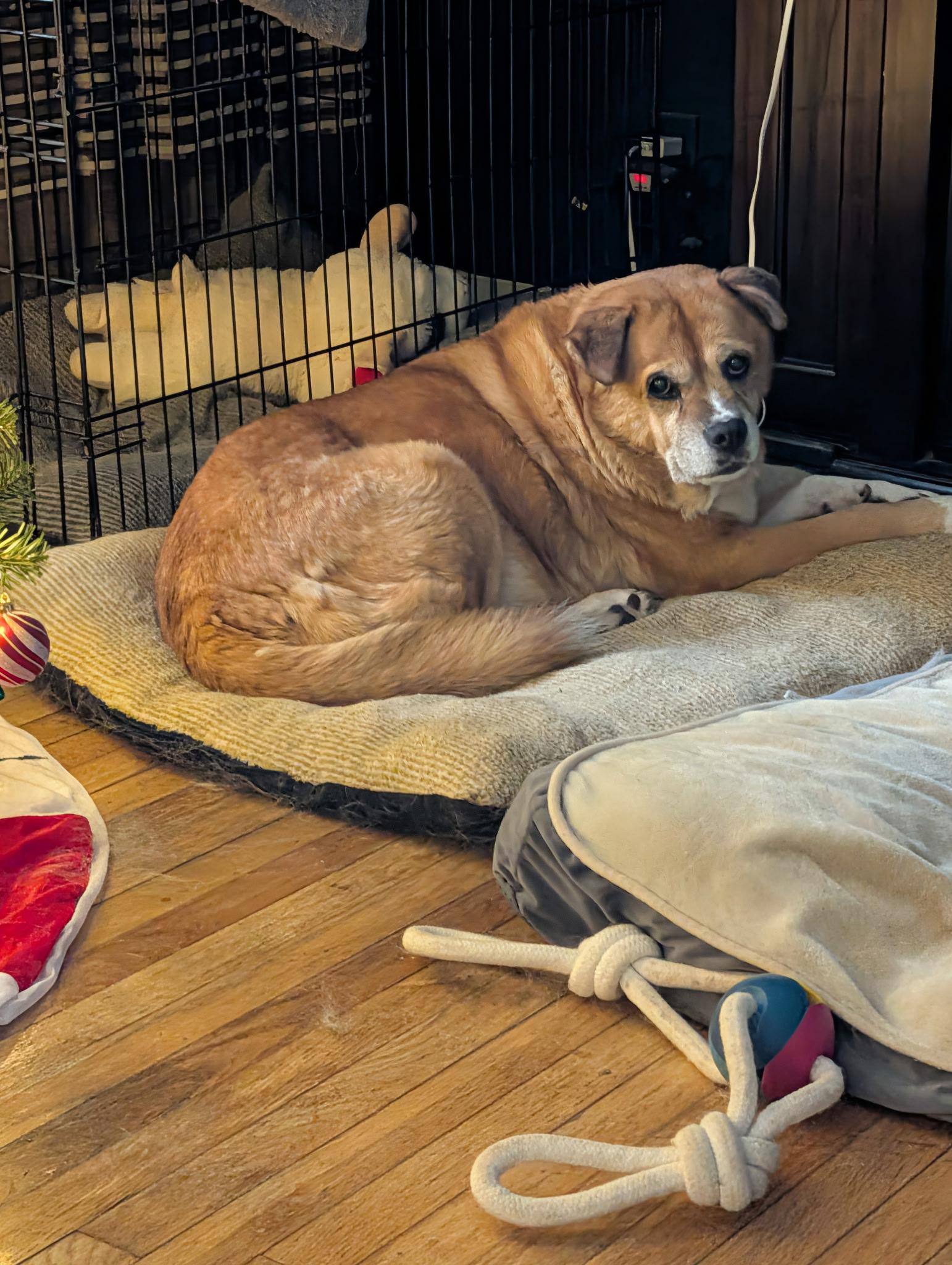 Enlarge Nickki, a Adoptable mixed breed in Carey, OH image 3/4