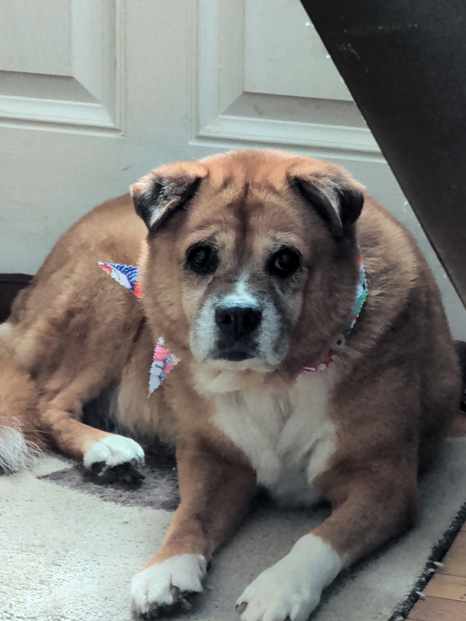 Nickki, Adoptable, Senior Female Puggle.