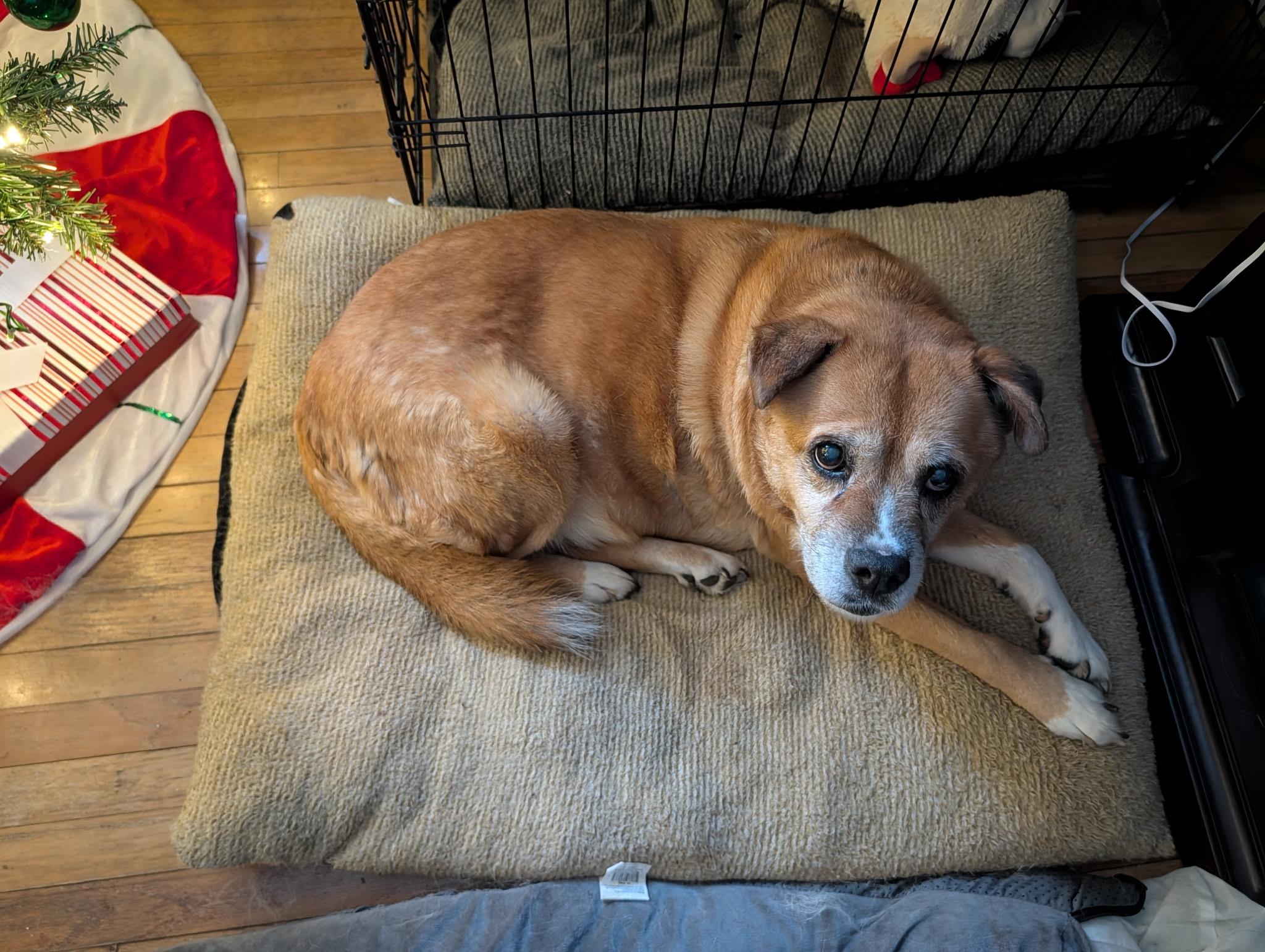 Enlarge Nickki, a Adoptable mixed breed in Carey, OH image 4/4