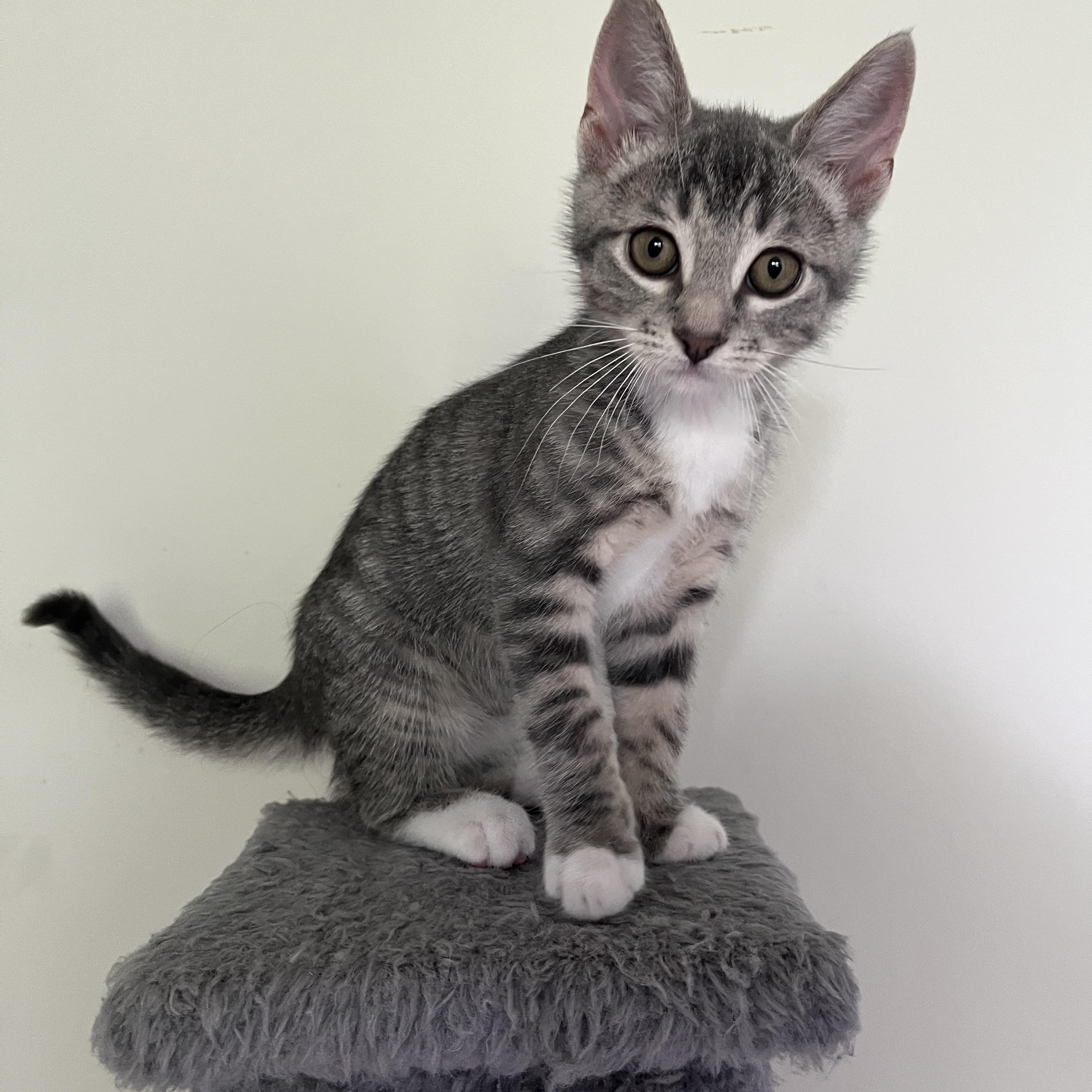 Enlarge Pascal, a Adoptable Domestic Short Hair in Alexandria, VA image 2/6