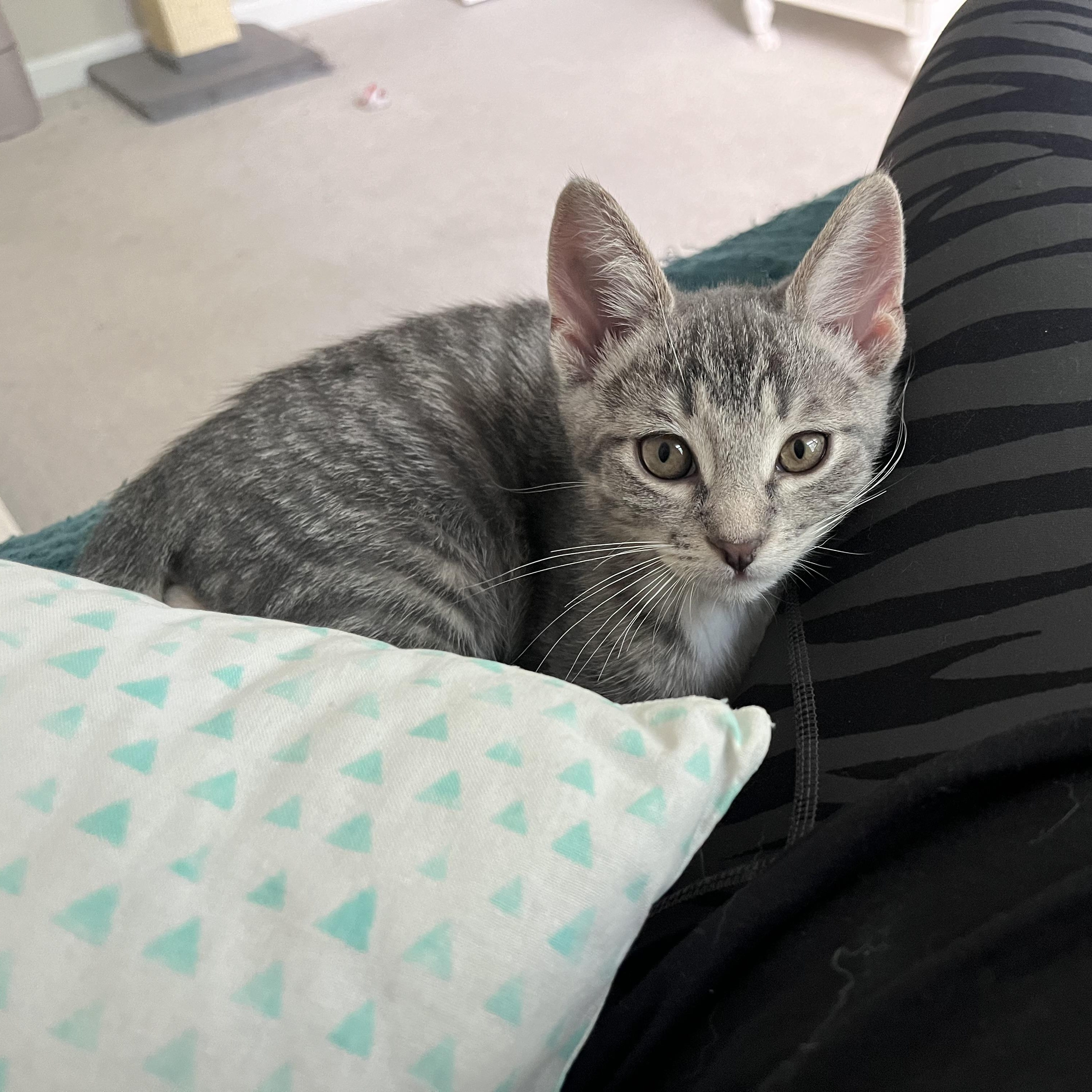 Enlarge Pascal, a Adoptable Domestic Short Hair in Alexandria, VA image 3/6