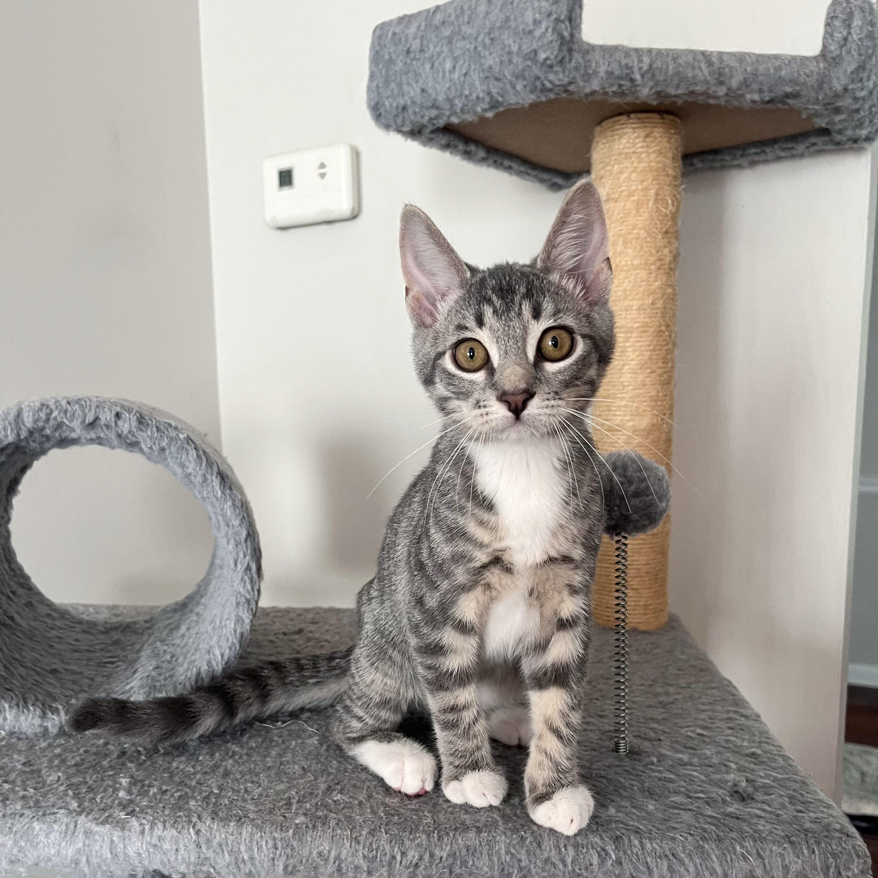 Enlarge Pascal, a Adoptable Domestic Short Hair in Alexandria, VA image 1/6