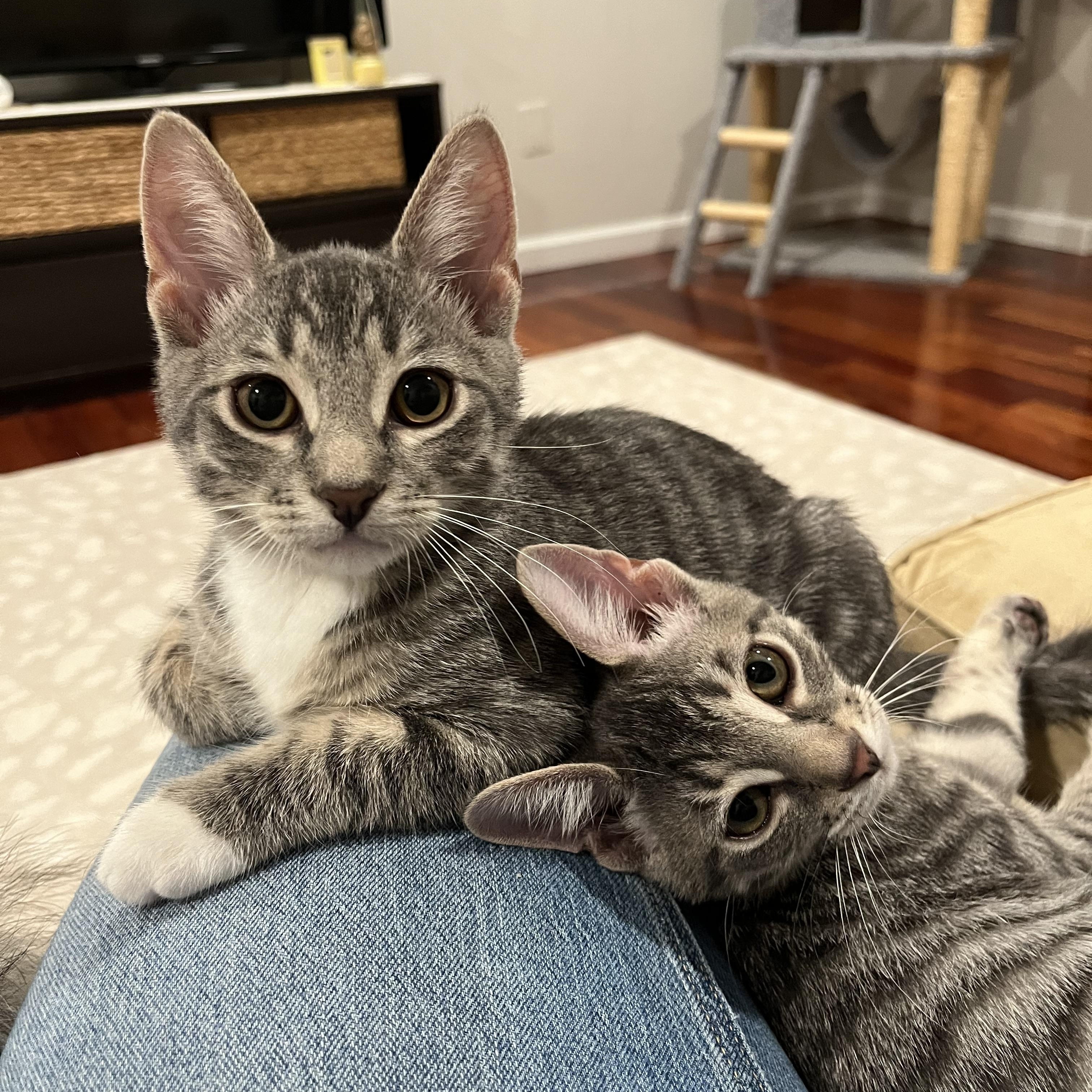 Enlarge Pascal, a Adoptable Domestic Short Hair in Alexandria, VA image 4/6