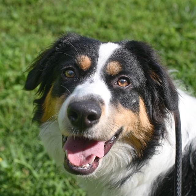 MARCY, Adoptable, Young Female Australian Shepherd & Great Pyrenees.