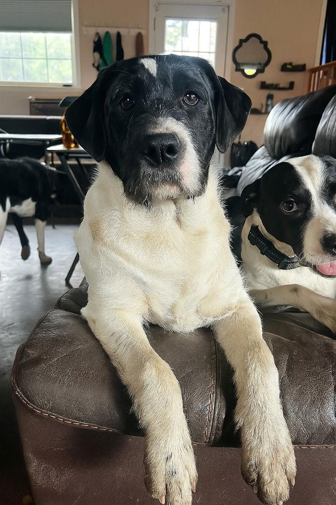 Enlarge Dash, a Adoptable Terrier in St. Helens, OR image 1/1