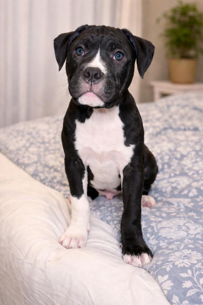 Scott, a Adoptable mixed breed in Toronto, ON image 3/4