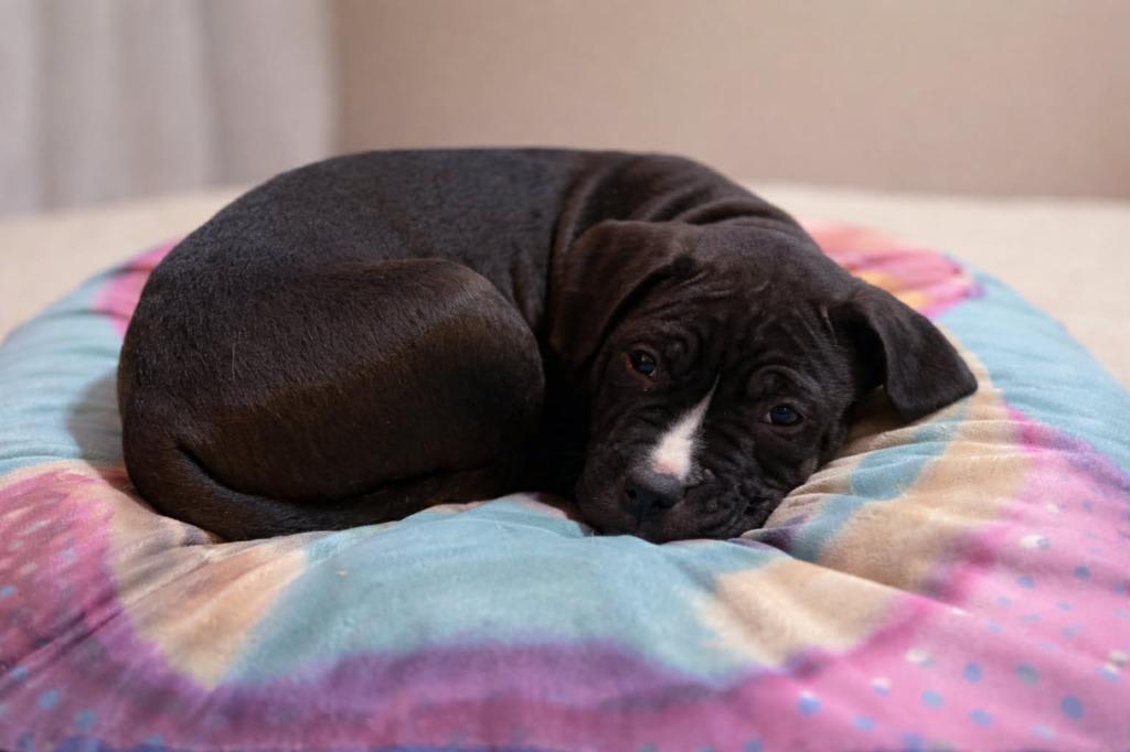 Scott, Adoptable, Puppy Male Boxer.