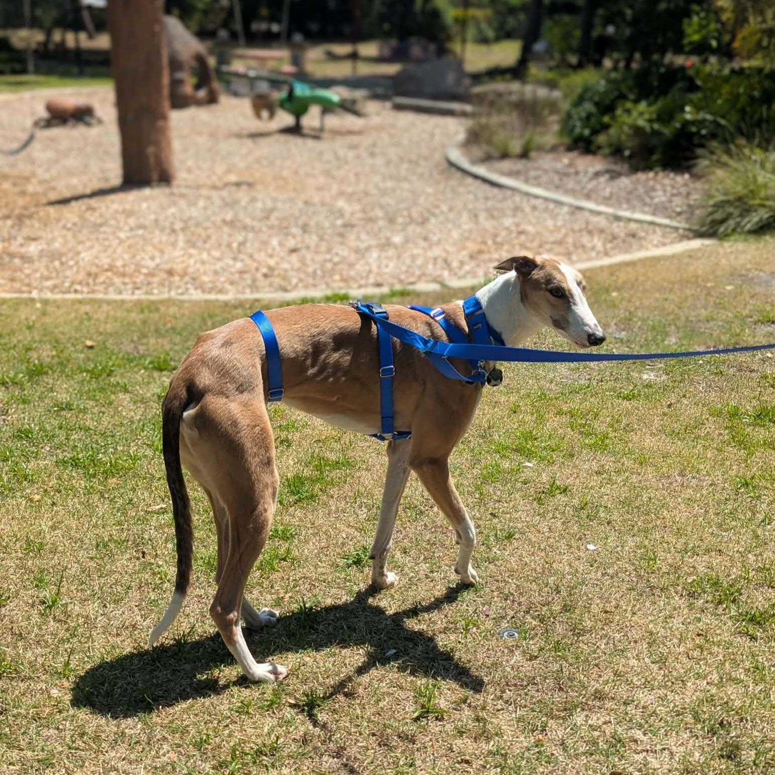 Enlarge Declan (Jackson), a Adoptable Greyhound in Tarpon Springs, FL image 1/6