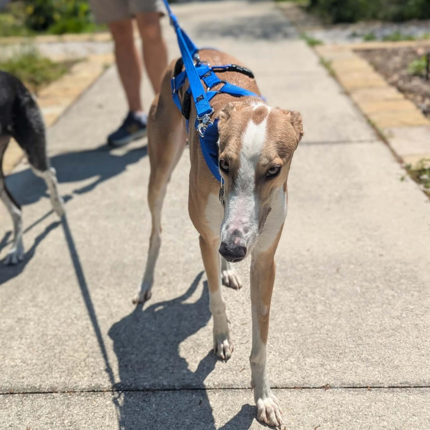 Enlarge Declan (Jackson), a Adoptable Greyhound in Tarpon Springs, FL image 2/6