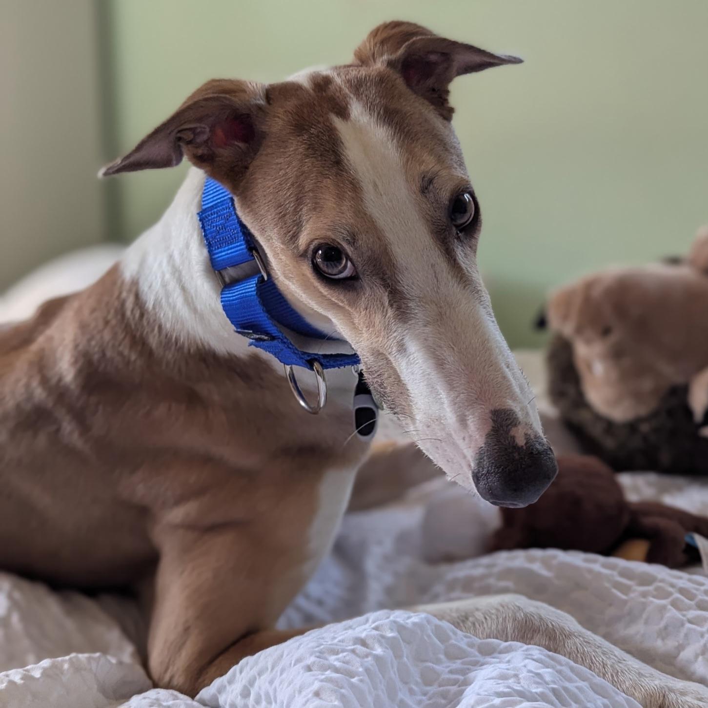 Enlarge Declan (Jackson), a Adoptable Greyhound in Tarpon Springs, FL image 3/6