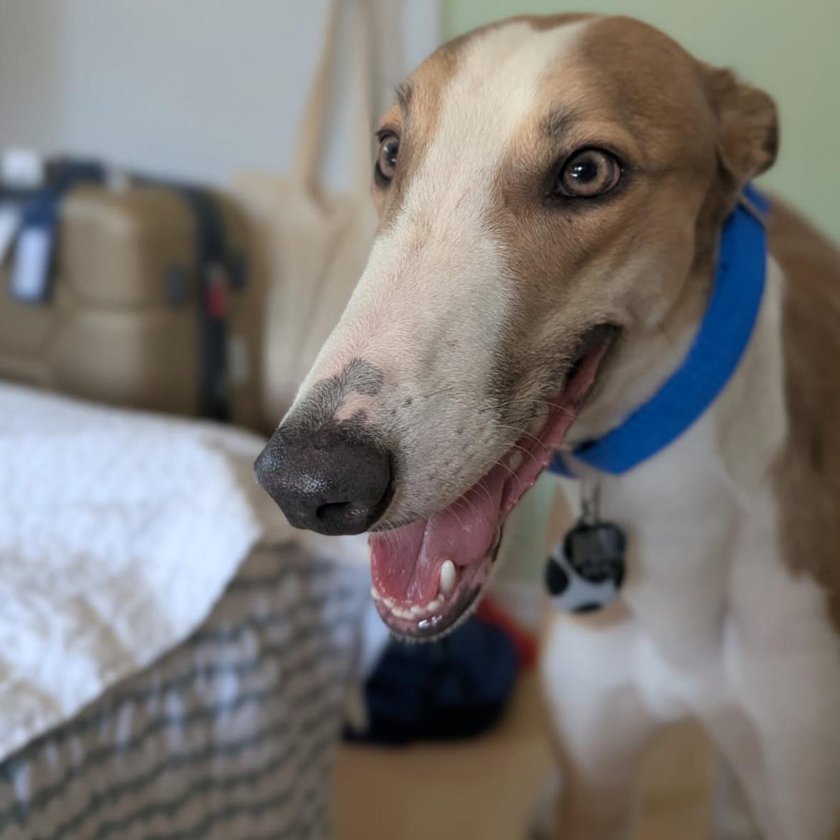 Enlarge Declan (Jackson), a Adoptable Greyhound in Tarpon Springs, FL image 4/6