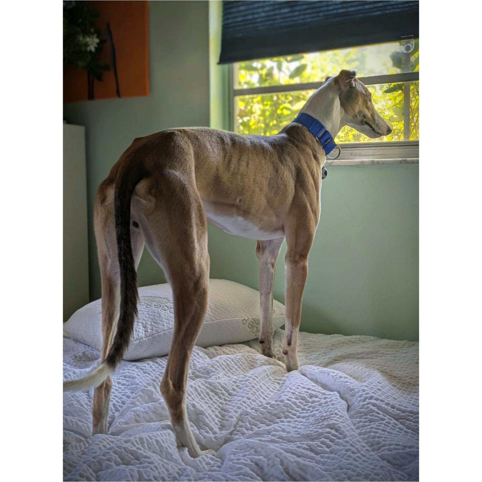 Enlarge Declan (Jackson), a Adoptable Greyhound in Tarpon Springs, FL image 5/6