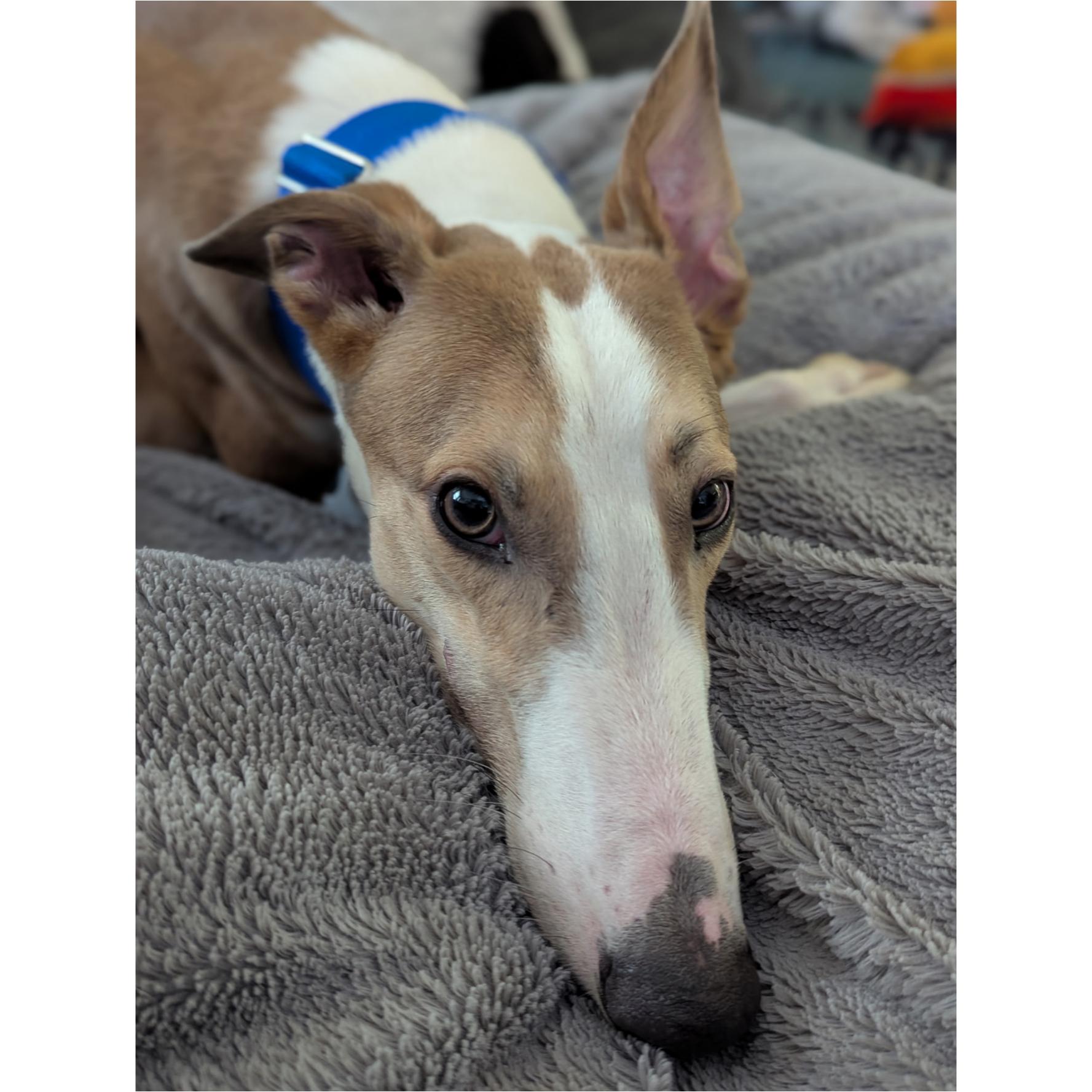 Enlarge Declan (Jackson), a Adoptable Greyhound in Tarpon Springs, FL image 6/6