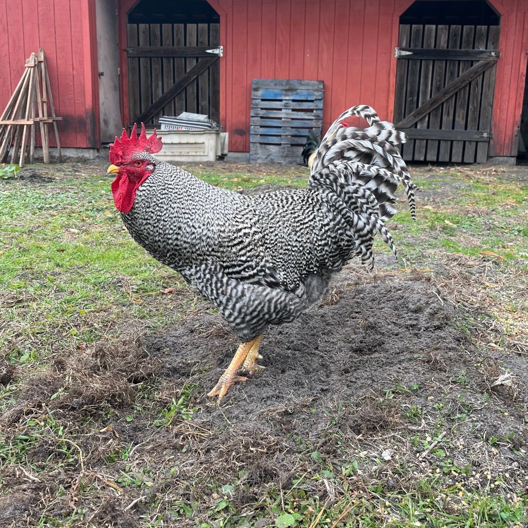 Crownie, Adoptable, Young Male Chicken.