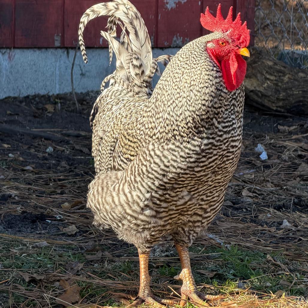 Enlarge Crownie, a Adoptable Chicken in Newport, NC image 2/2