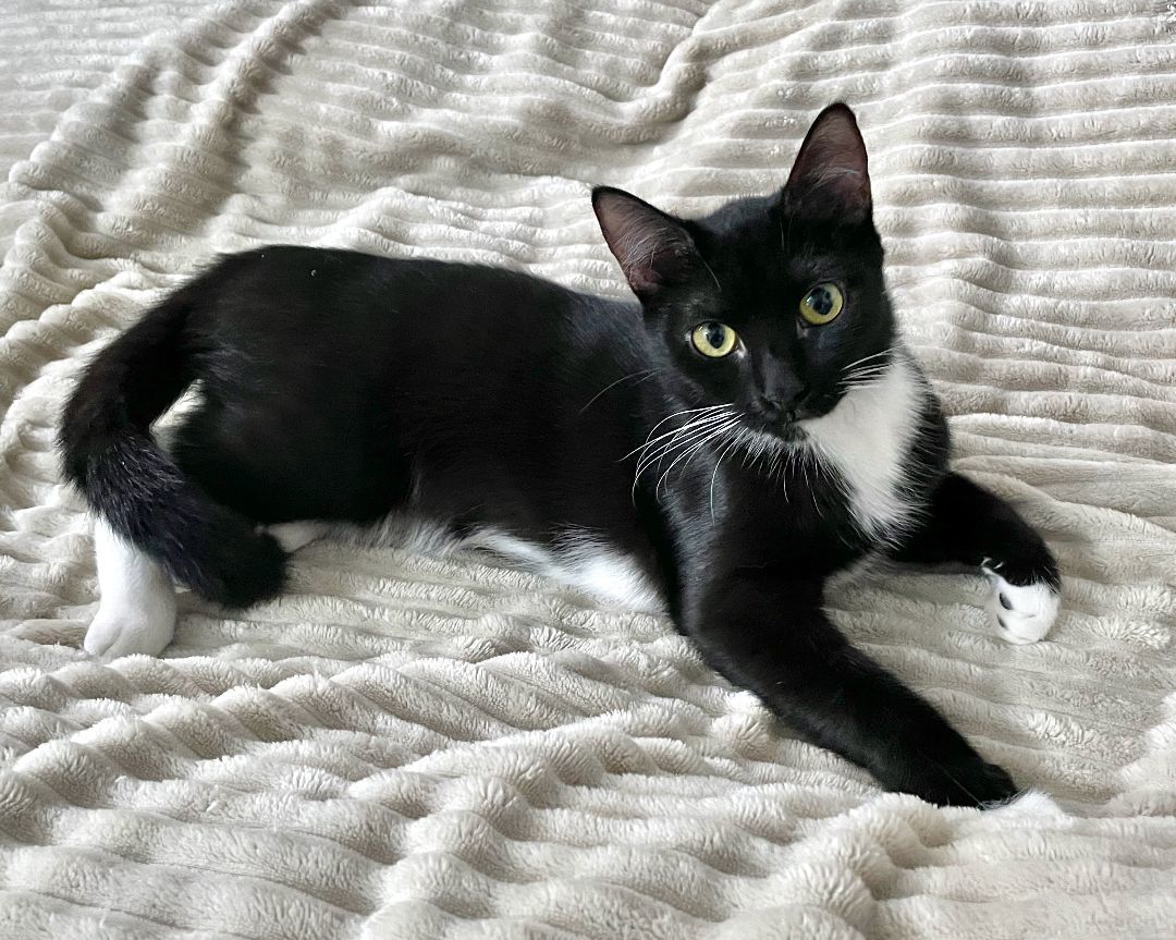 Maisie Mischa Kiki, Adoptable, Adult Female American Shorthair.