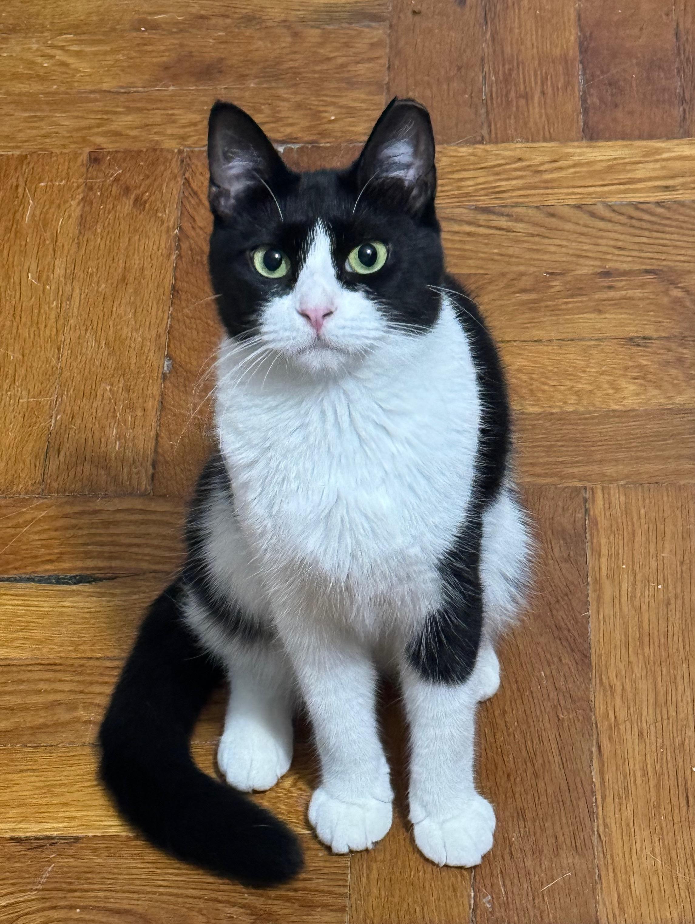 Enlarge Maisie Mischa Kiki, a Adoptable American Shorthair in Cheshire, CT image 2/3