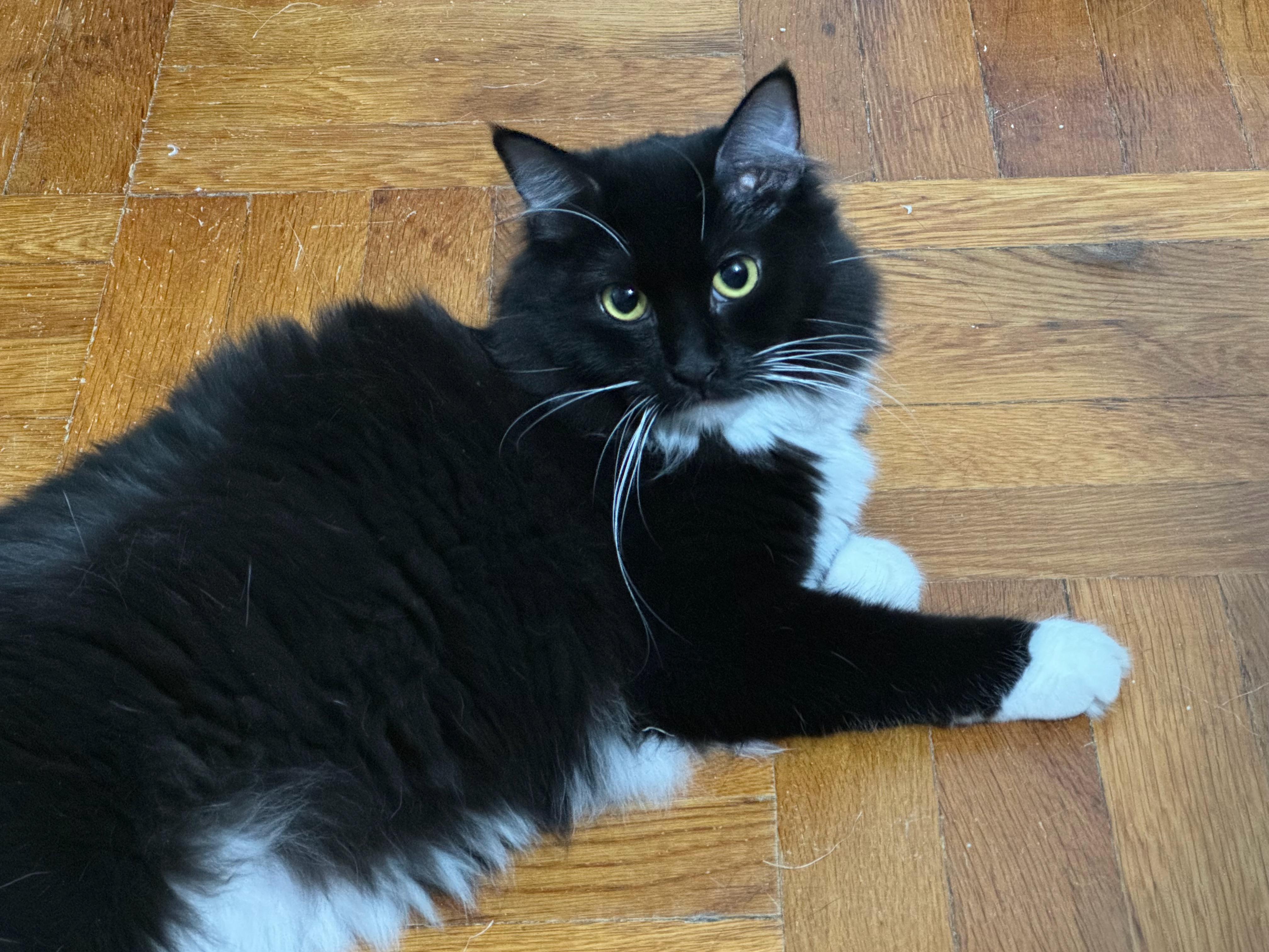 Enlarge Maisie Mischa Kiki, a Adoptable American Shorthair in Cheshire, CT image 3/3