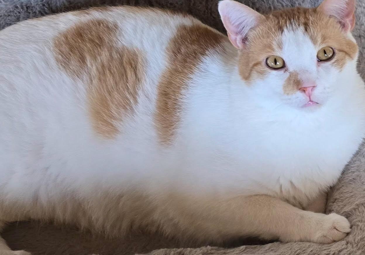 Enlarge Sparkle, a Adoptable Domestic Short Hair in AUBURNDALE, FL image 1/2