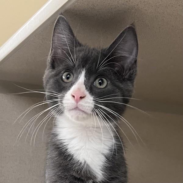 Enlarge Bean, a Adoptable mixed breed in Silverdale, WA image 1/2