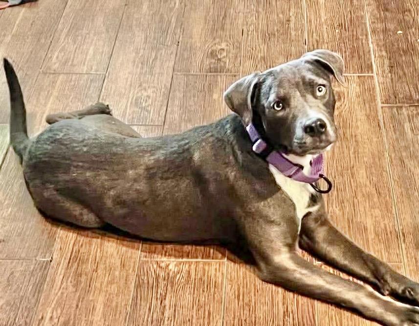 Hazel, a Adoptable mixed breed in Poughkeepsie, NY image 5/6