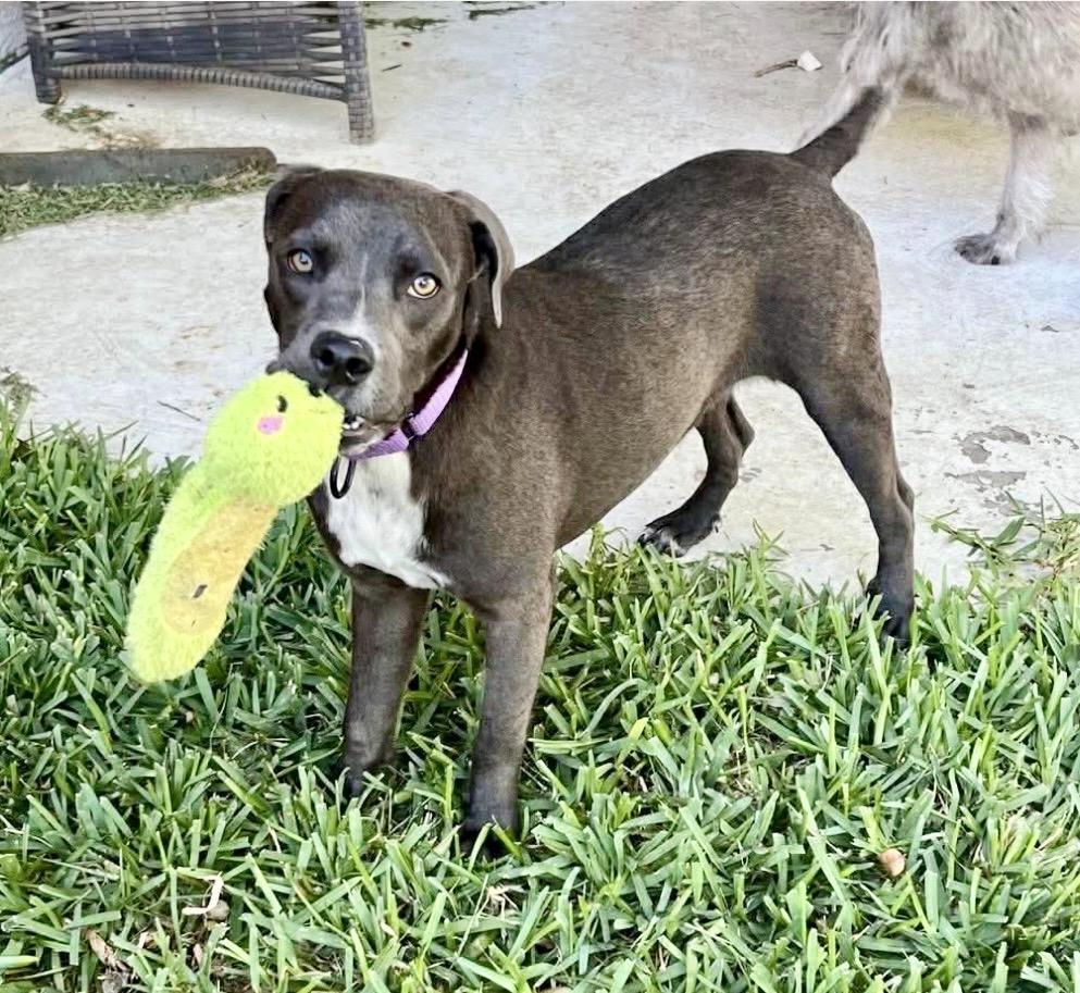 Hazel, a Adoptable mixed breed in Poughkeepsie, NY image 4/6