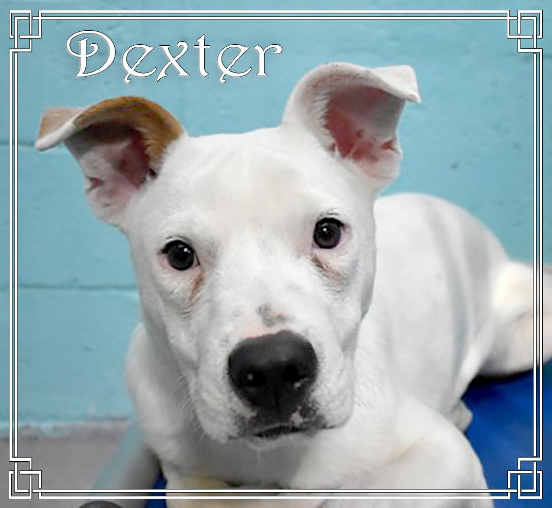 Dexter, an adoptable Australian Shepherd in Flagstaff, AZ, 86001 | Photo Image 3