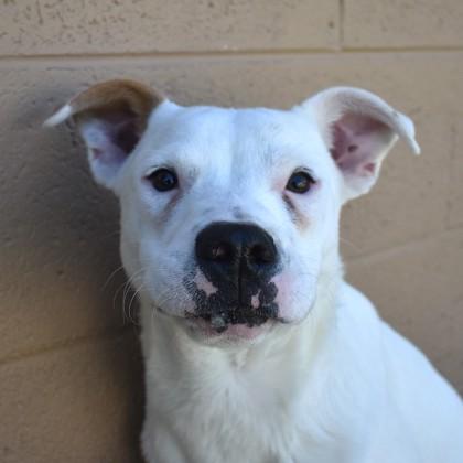 Dexter, an adoptable Australian Shepherd in Flagstaff, AZ, 86001 | Photo Image 1