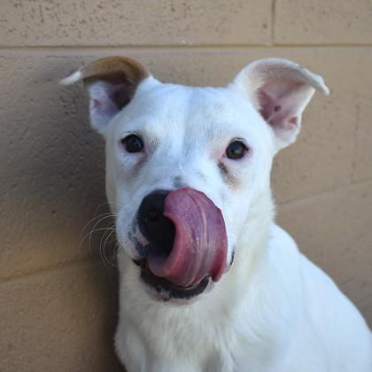 Dexter, an adoptable Australian Shepherd in Flagstaff, AZ, 86001 | Photo Image 2