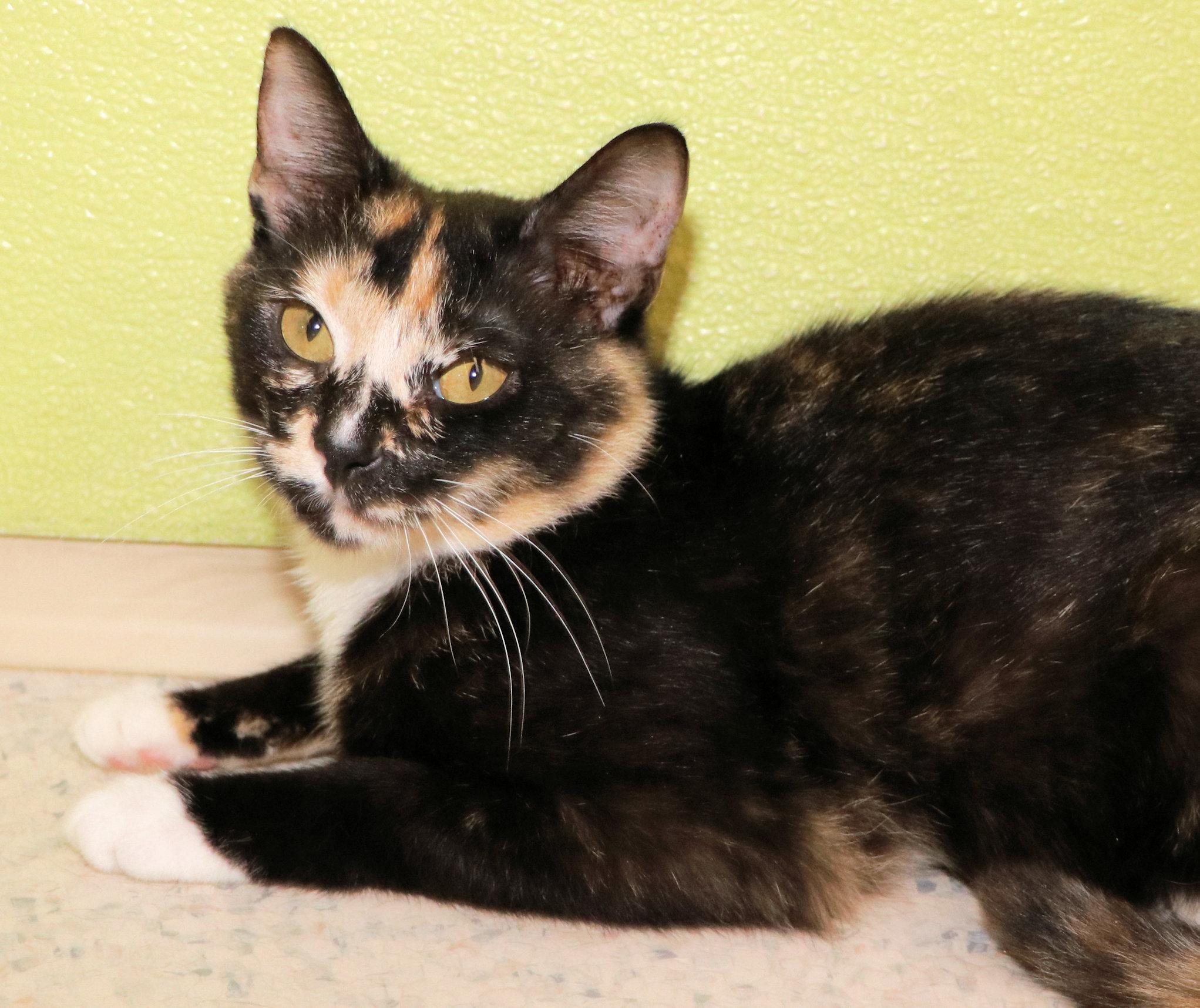 Hollywood, a ADOPTABLE mixed breed in Cincinnati, OH image 3/3